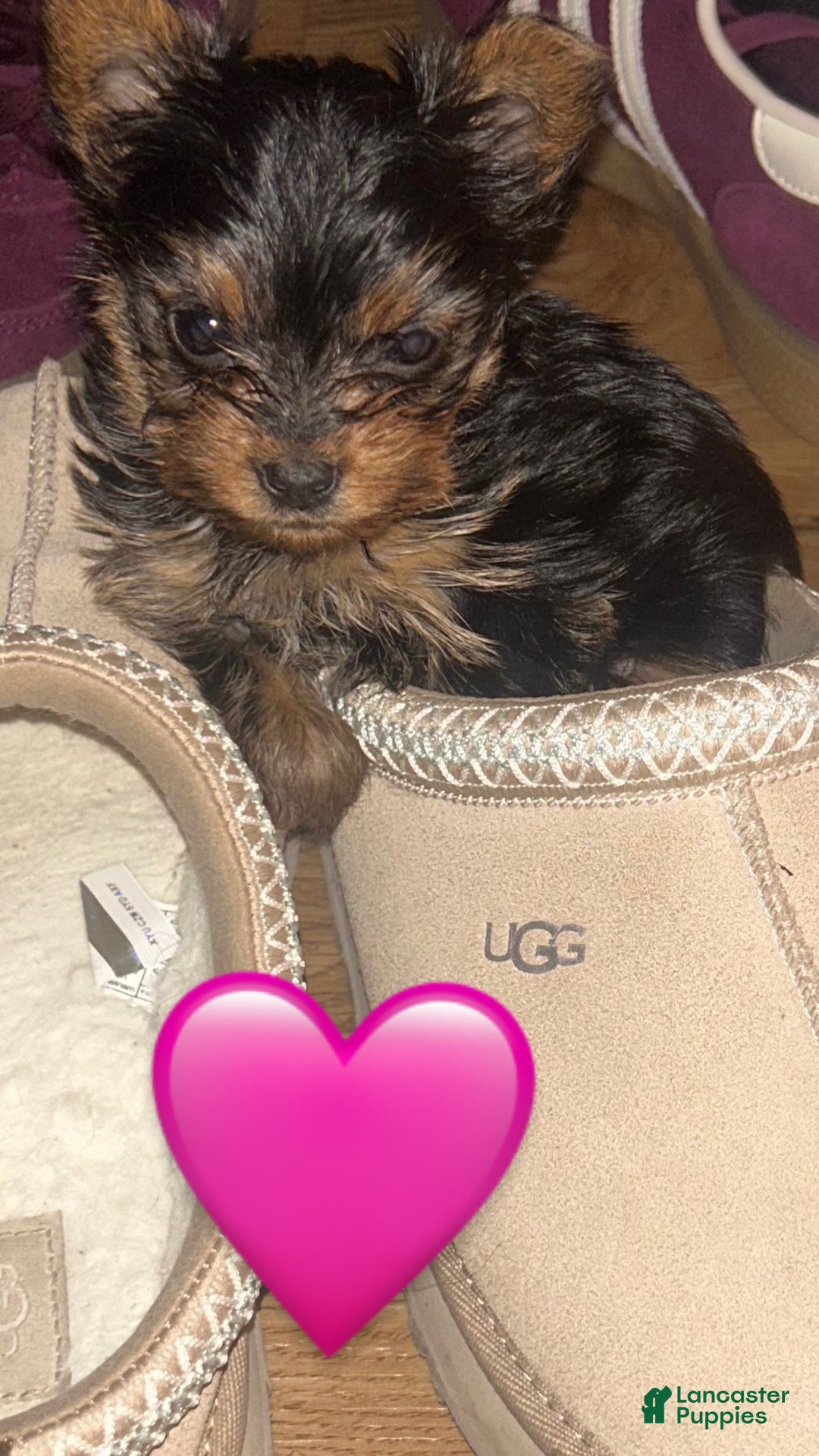 Yorkshire Terrier dogs for sale: Ten - Ad 1