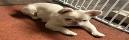 French Bulldog dogs for sale: Dolce  - Ad 14