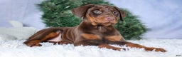 Doberman Pinscher dogs for sale: TRIXIE - Ad 9
