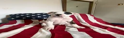 American Bully dogs for sale: American Bully 4.   (Nebula) - Ad 10