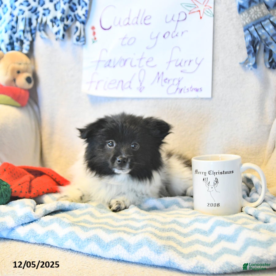 Mixed Breed dogs Dixon - Ad 29