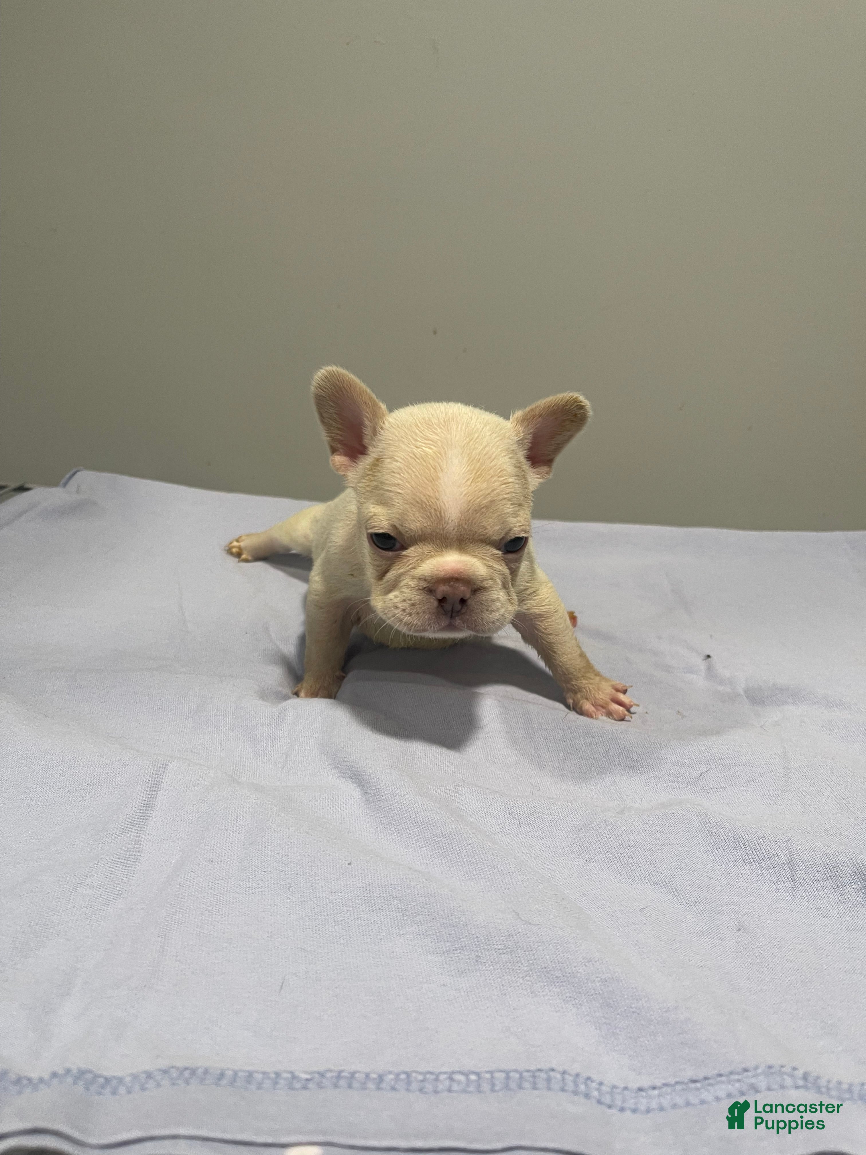 French Bulldog dogs French Bulldog Puppy 3 - Ad 6