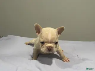 French Bulldog dogs French Bulldog Puppy 3 - Ad 6