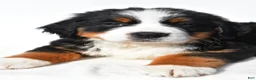 Bernese Mountain Dog dogs for sale: Bailey - Ad 3