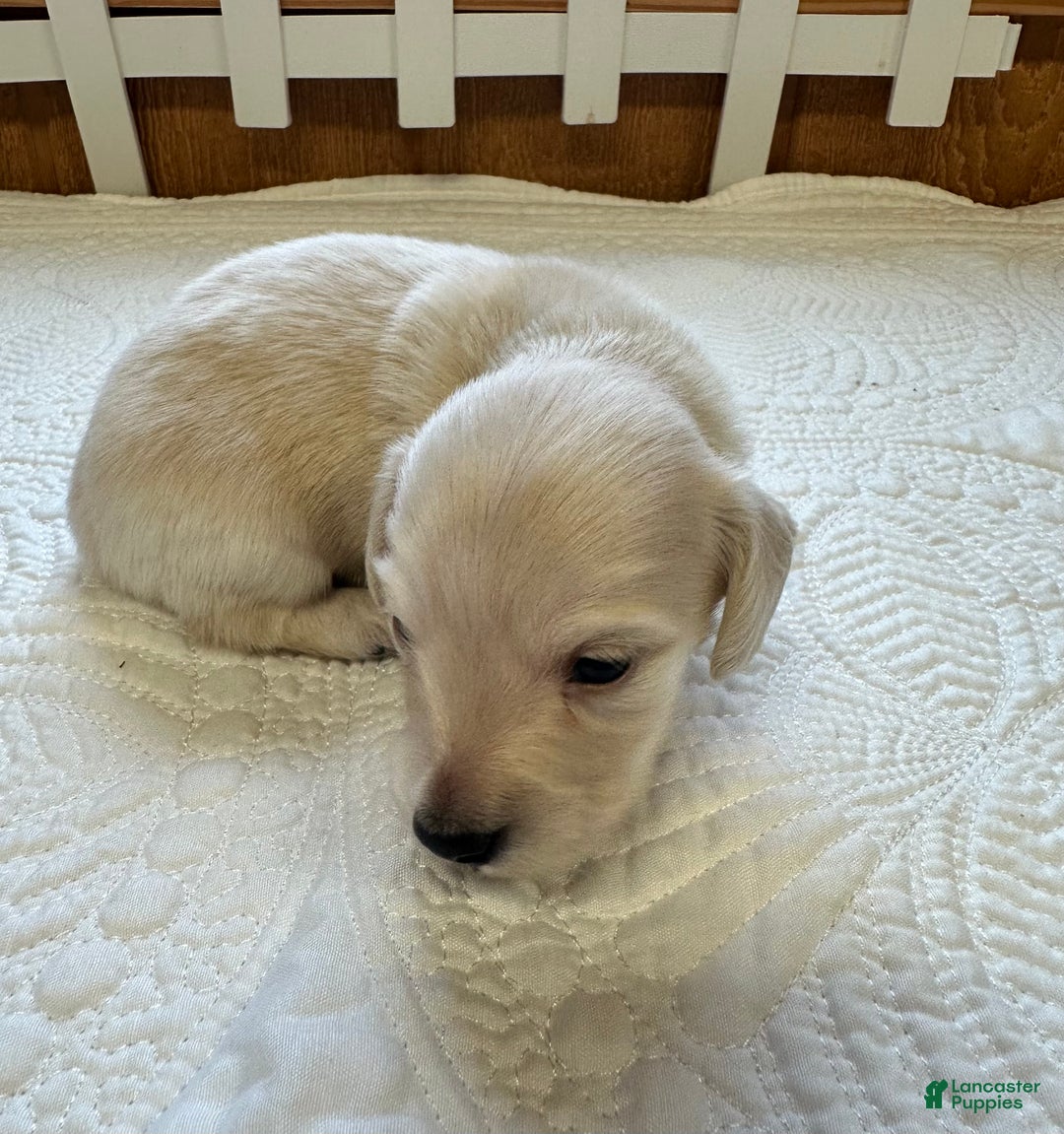 Miniature Dachshund dogs for sale: Levi - Ad 11