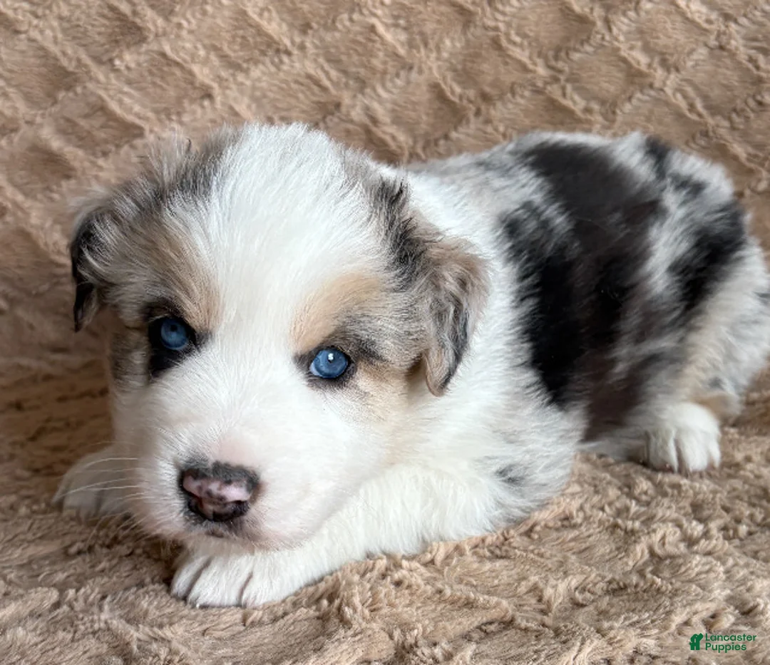 Australian Shepherd dogs for sale: Blue Merle Male 1 - Ad 2