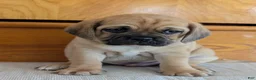 Puggle dogs for sale: Chuck  - Ad 20
