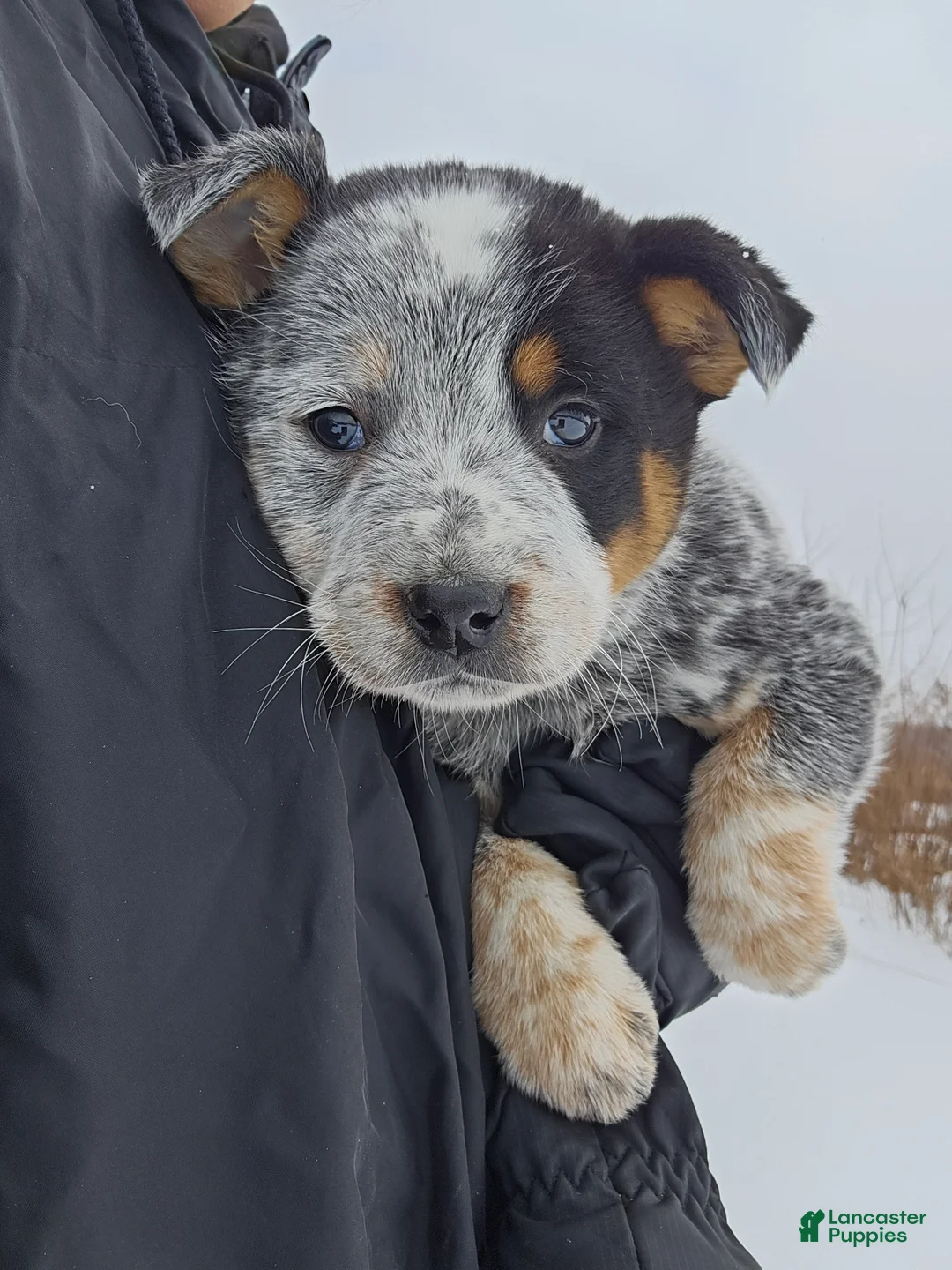Australian Cattle Dog dogs for sale: Holly - Ad 4