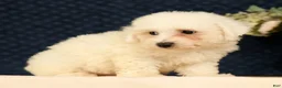 Bichon Frise dogs for sale: Isaac - Ad 5