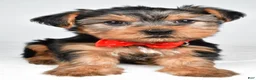 Yorkshire Terrier dogs for sale: Dell - Ad 6