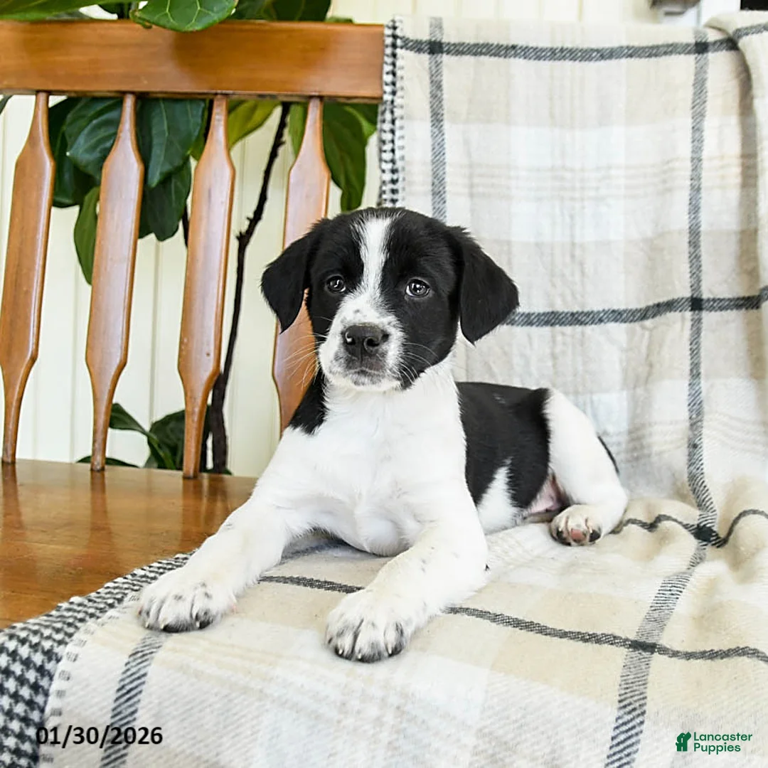 Mixed Breed dogs for sale: Scout - Ad 2