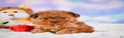 Yorkshire Terrier dogs for sale: Sarah - Ad 3