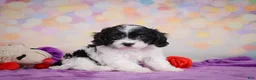 Cavapoo dogs for sale: Riley - Ad 3