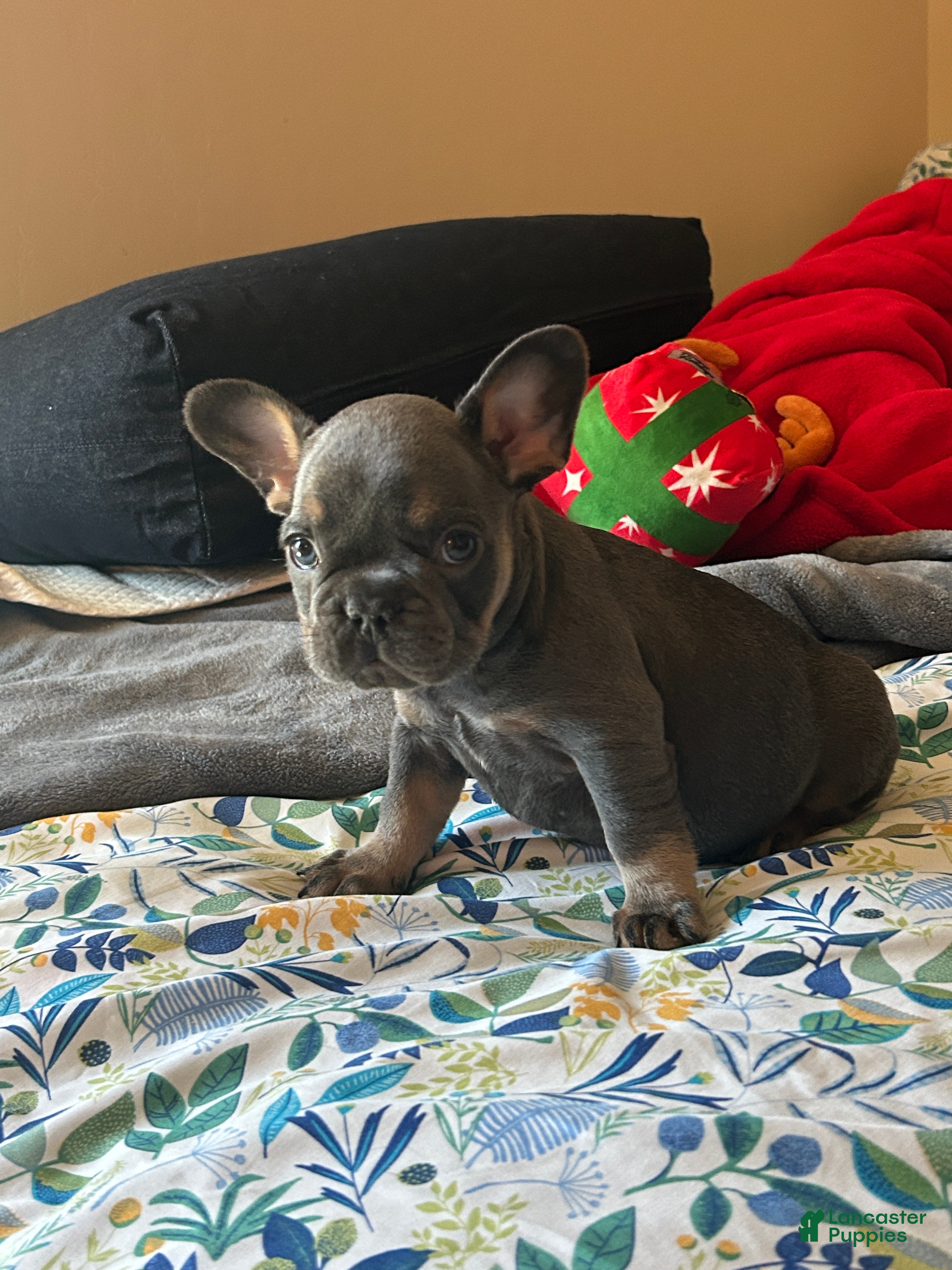 French Bulldog dogs French Bulldog Puppy 5 - Ad 21