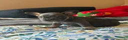 French Bulldog dogs for sale: French Bulldog Puppy 5 - Ad 9