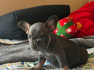French Bulldog dogs French Bulldog Puppy 5 - Ad 15