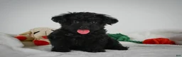 Yorkiepoo dogs for sale: Ace - Ad 6
