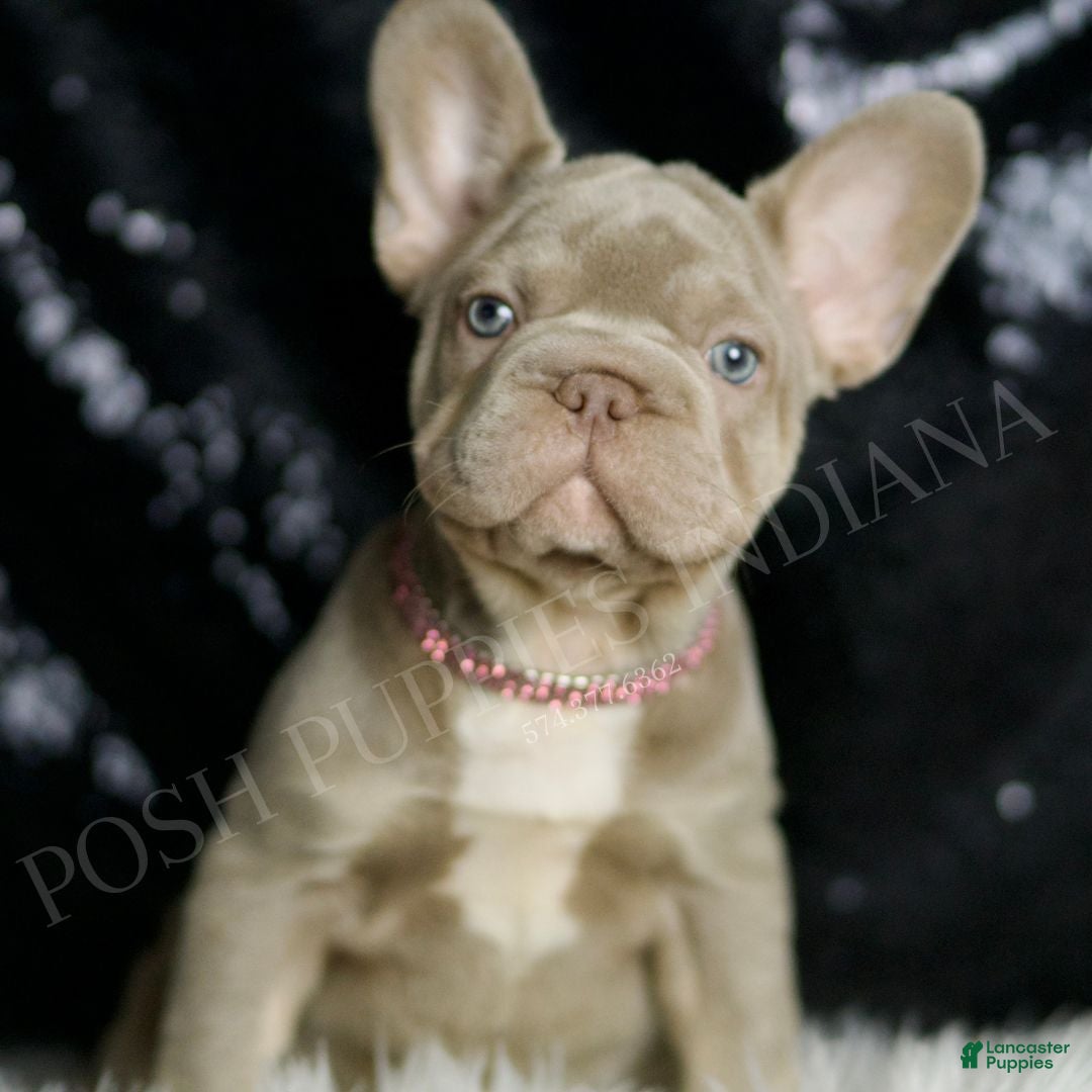 French Bulldog Puppies for sale in Indiana Lancaster Puppies