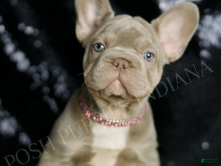 French Bulldog dogs - Ad 19
