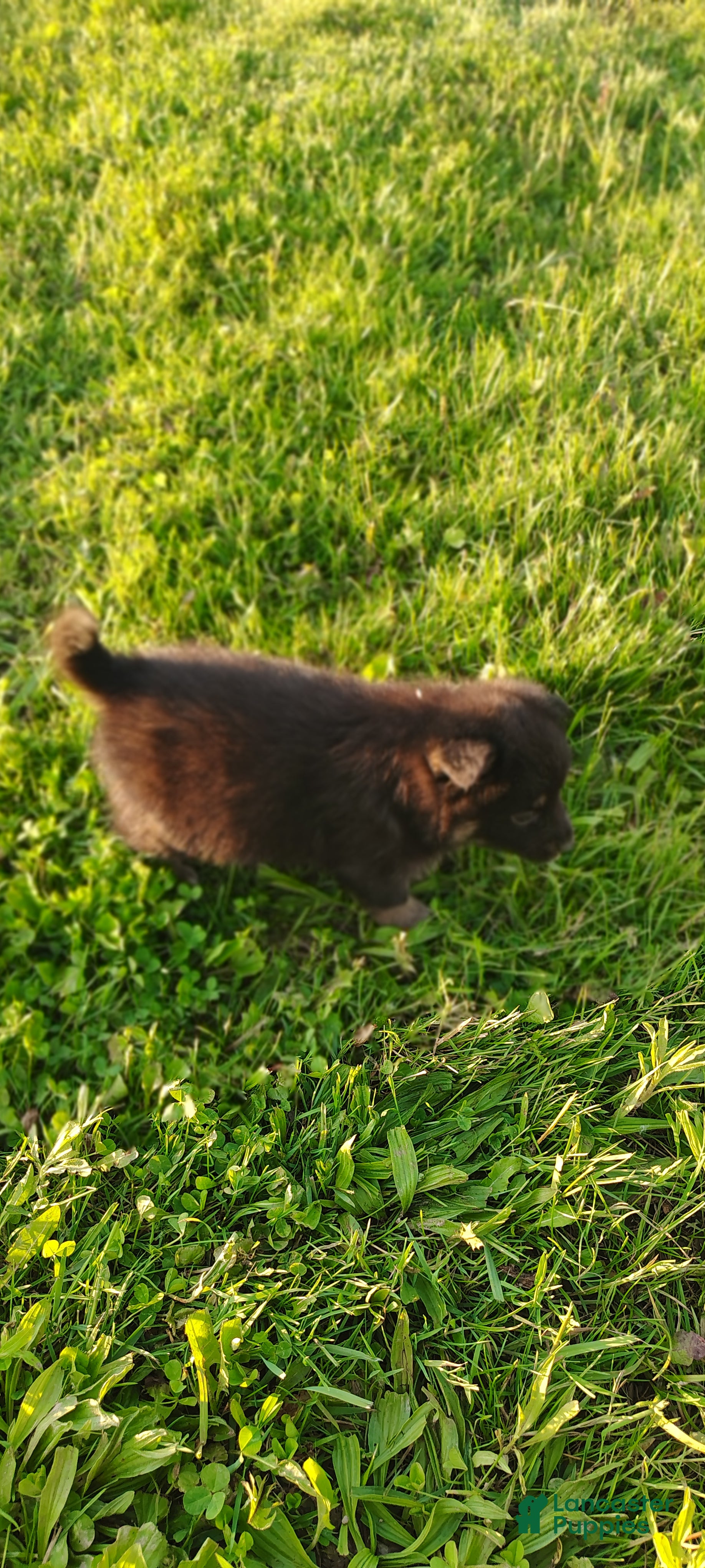 Mixed Breed dogs Oak - Ad 2