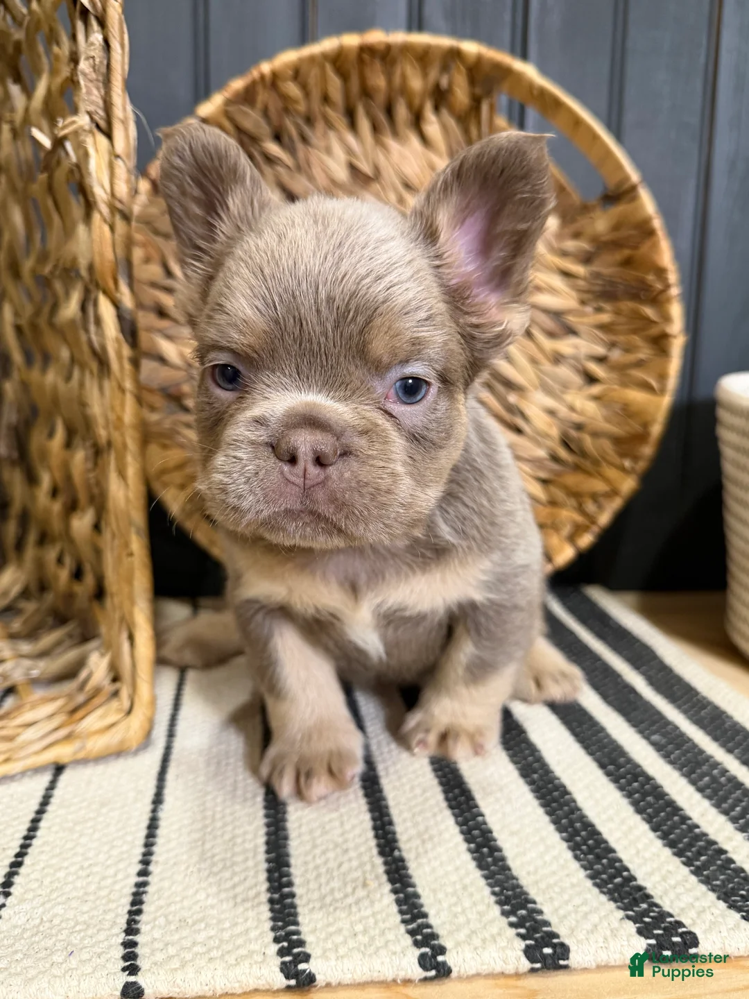 French Bulldog dogs for sale: Bentley - Ad 2