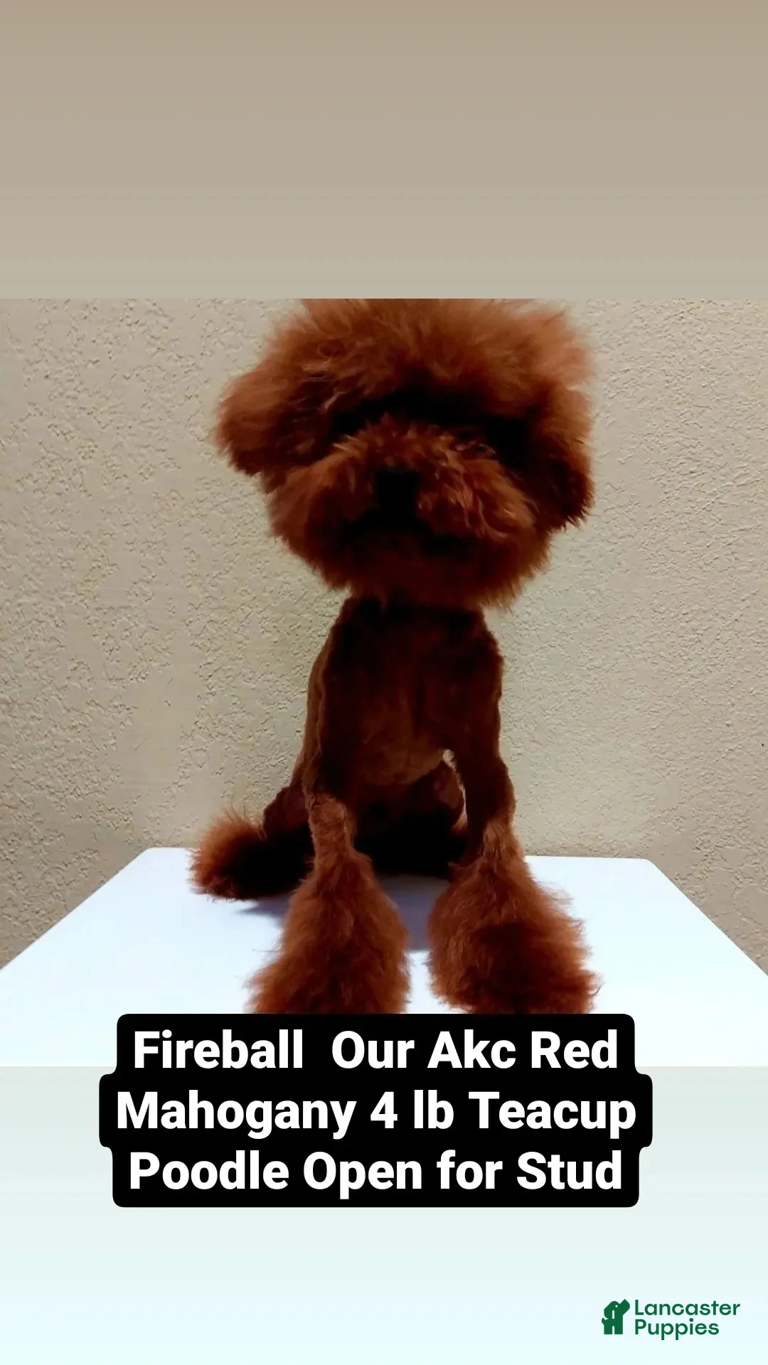 Toy Poodle dogs Fireball Stud - Ad 2