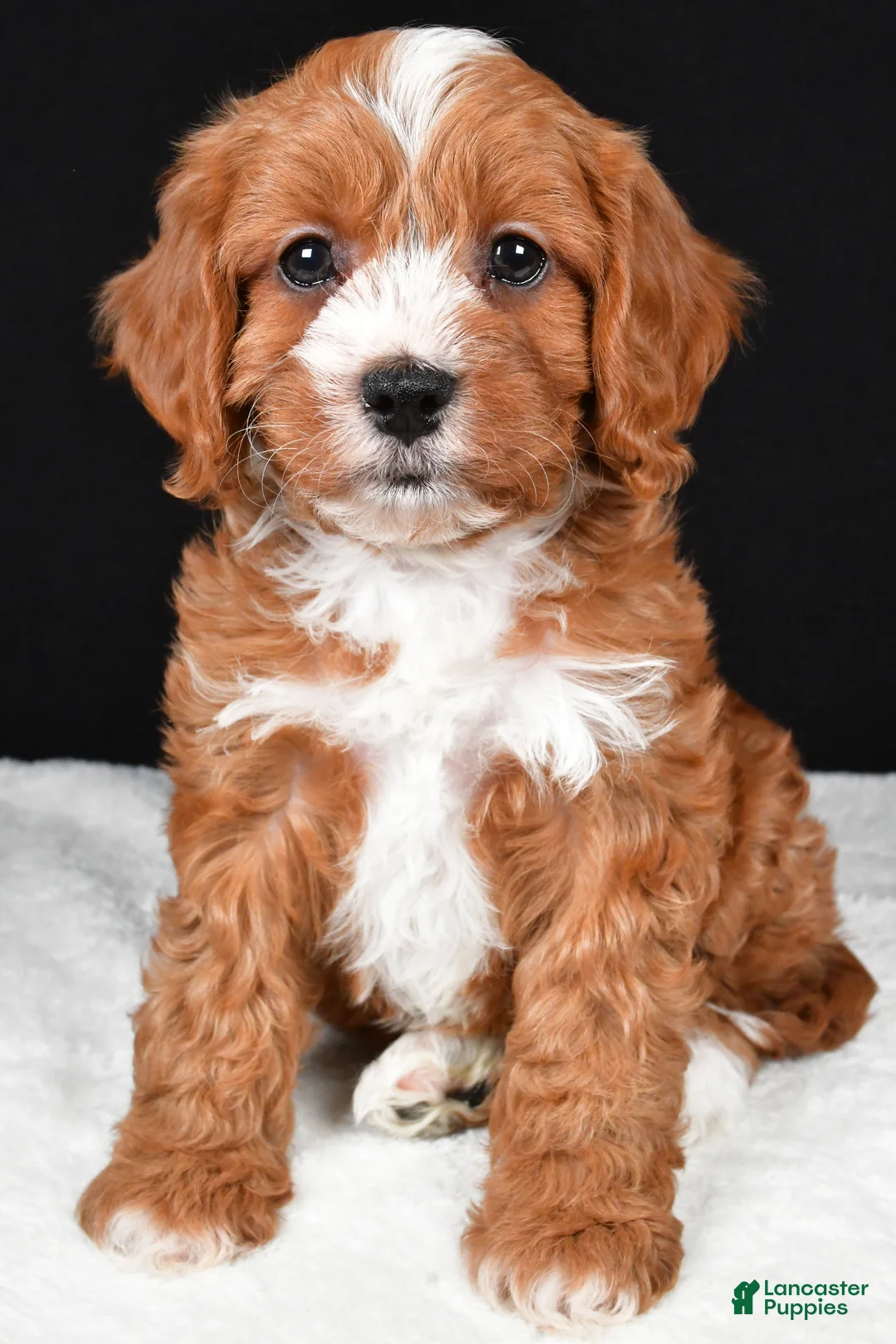 Cavapoo dogs for sale: Kim - Ad 2