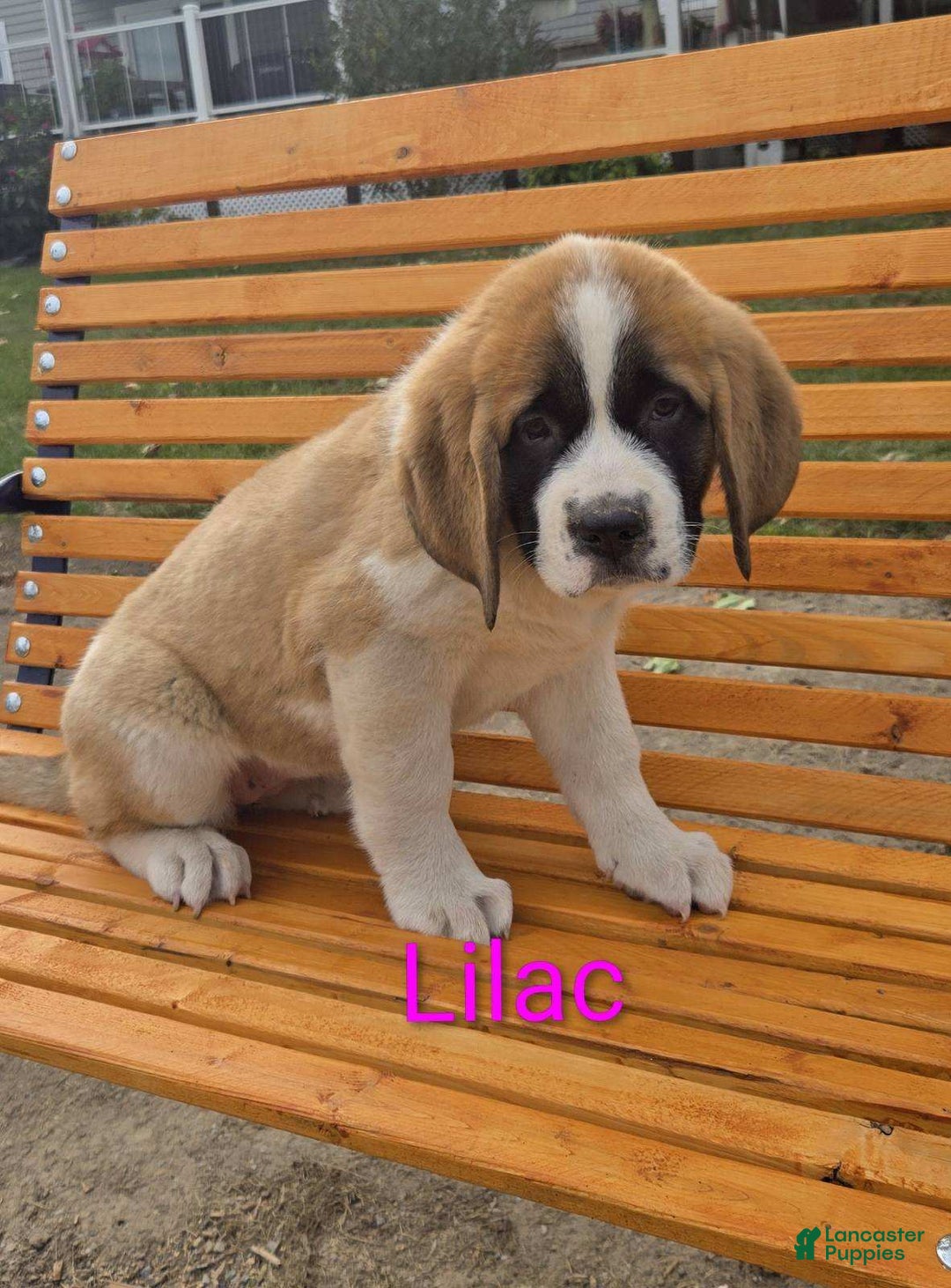 Saint Bernard And Akita Mix Puppy Short Haired St Bernard Mix