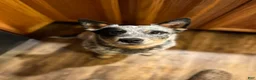 Australian Cattle Dog dogs for sale: Kayce - Ad 17