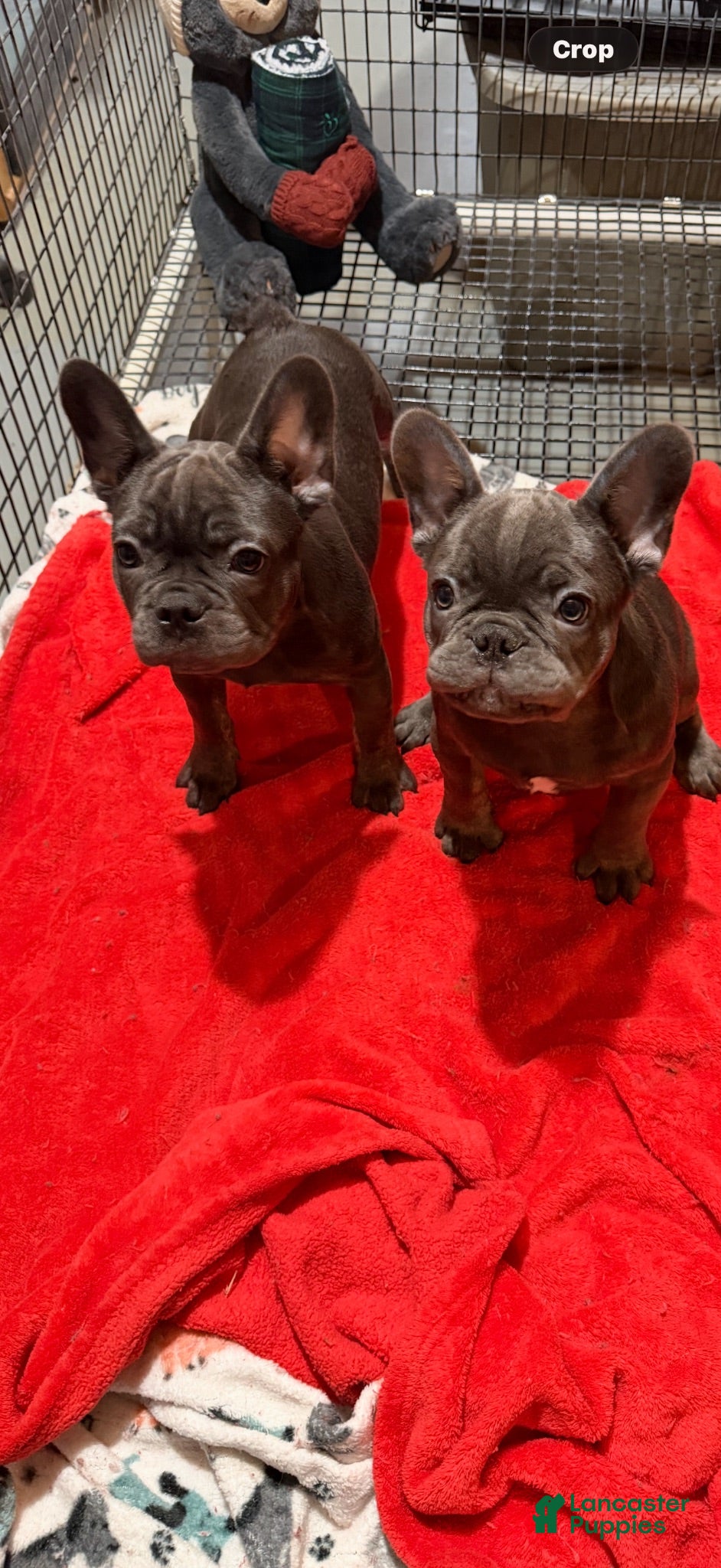 French Bulldog dogs Kenzi - Ad 2