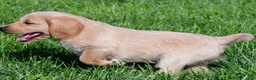 Labradoodle dogs for sale: Diesel - Ad 4