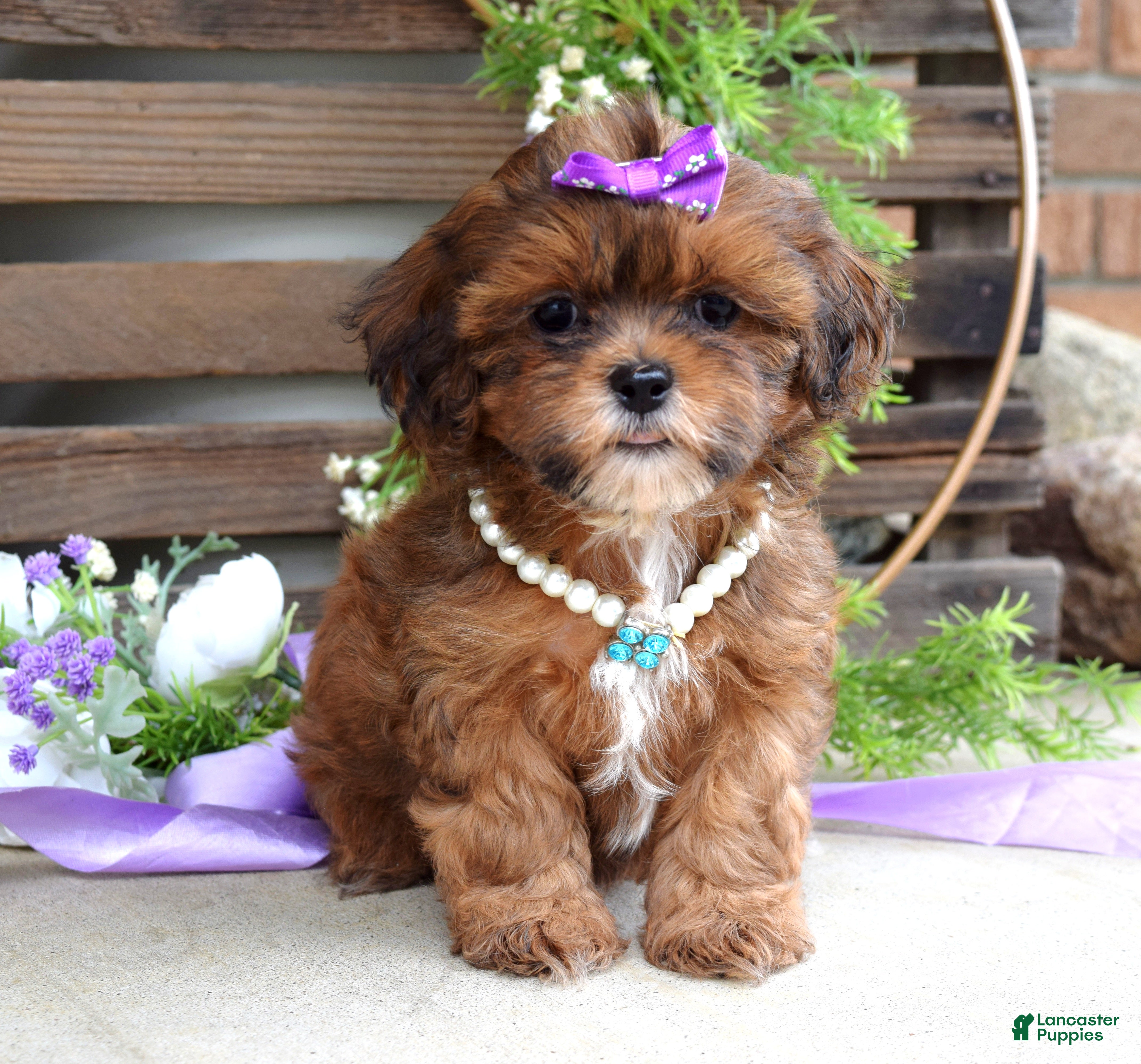 Shihpoo dogs Sterling - Ad 2