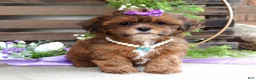 Shihpoo dogs for sale: Sterling - Ad 2
