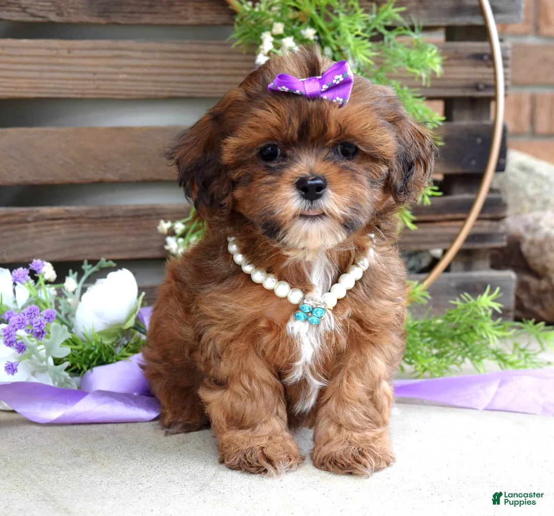 Shihpoo dogs for sale: Sterling - Ad 2