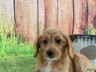 Mixed Breed dogs - Ad 15