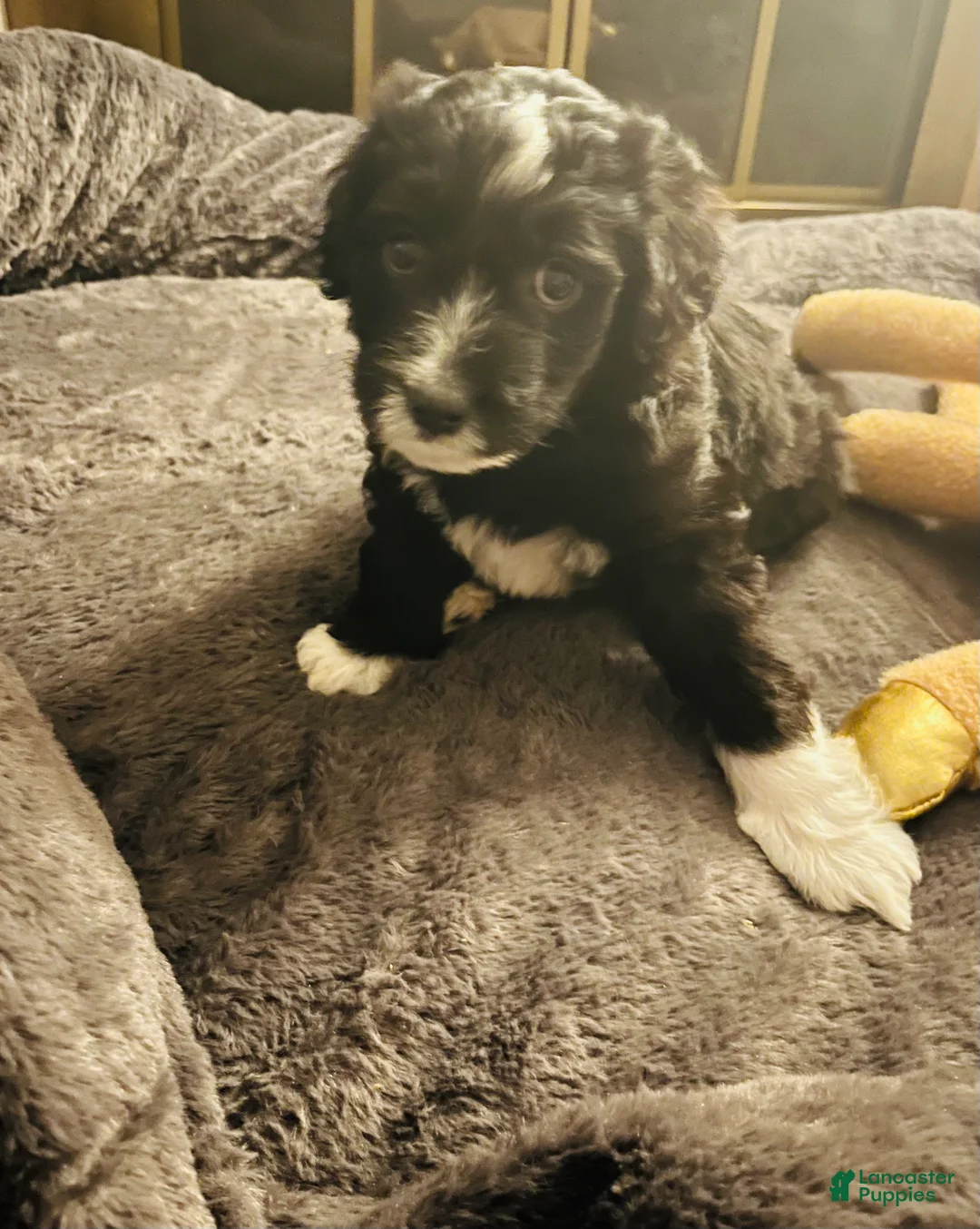 Aussiedoodle dogs for sale: Bo - Ad 2