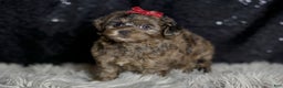 Yorkiepoo dogs for sale: Mr Pip - Ad 5