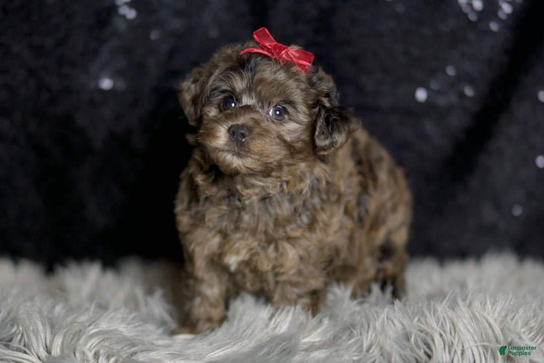 Yorkiepoo dogs for sale: Mr Pip - Ad 5
