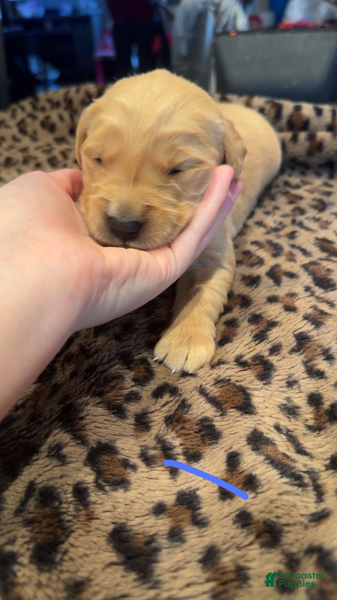 Golden Retriever dogs Blue  - Ad 3