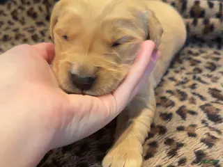 Golden Retriever dogs Blue - Ad 3