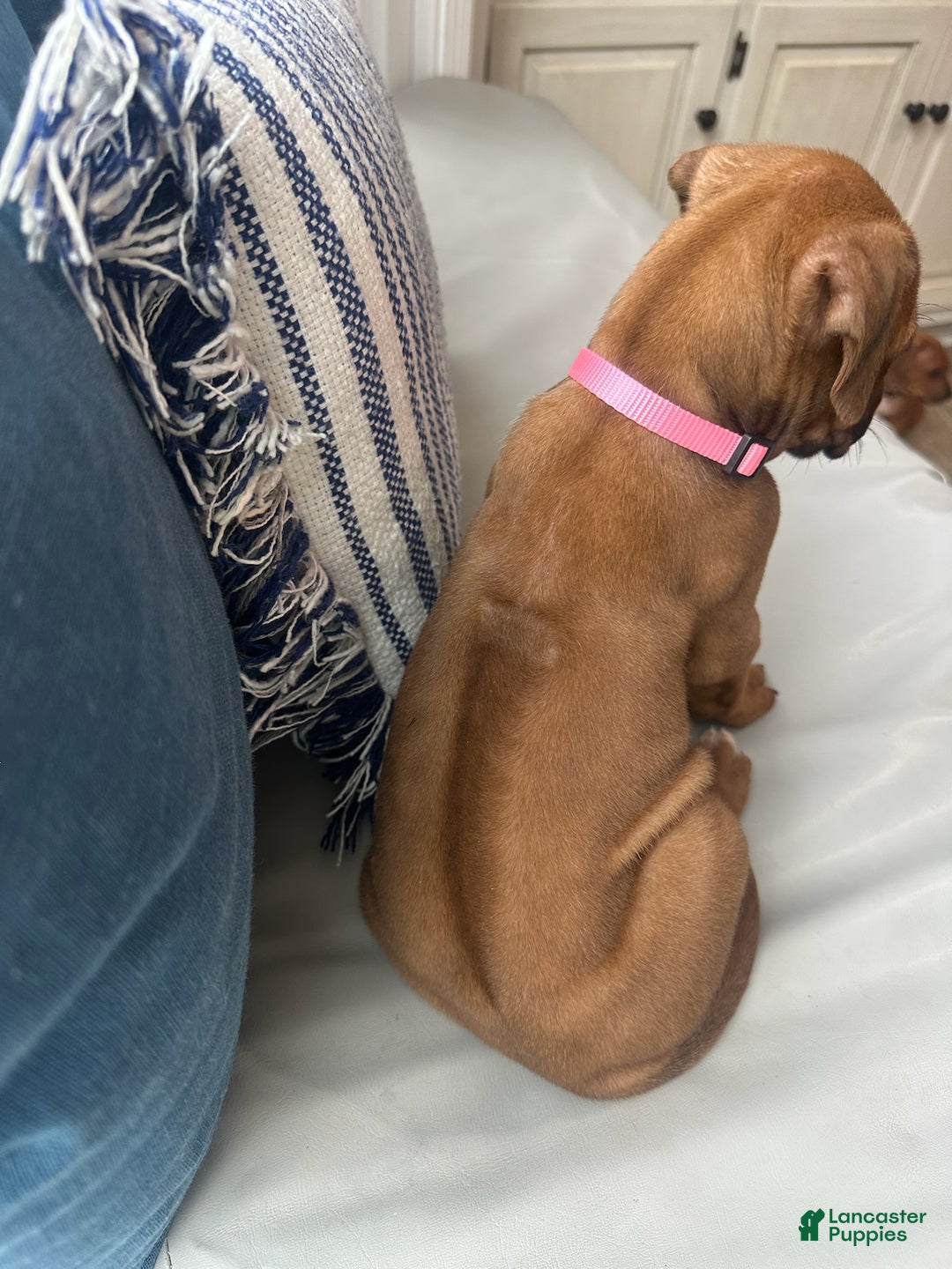 Rhodesian Ridgeback dogs for sale: "JUDE" AKC Rhodesian Ridgeback - Ad 4