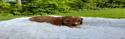 Cavapoo dogs for sale: Puddles - Ad 3