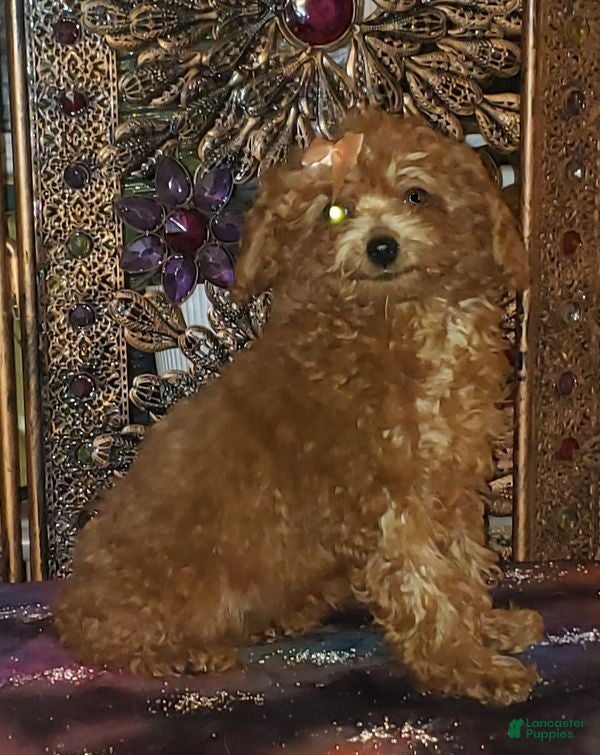 Toy Poodle dogs Toy Poodle Puppy 3 - Ad 15