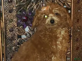 Toy Poodle dogs Toy Poodle Puppy 3 - Ad 34