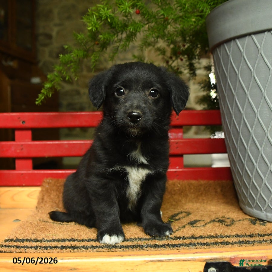 Corgipoo dogs Falcon - Ad 1