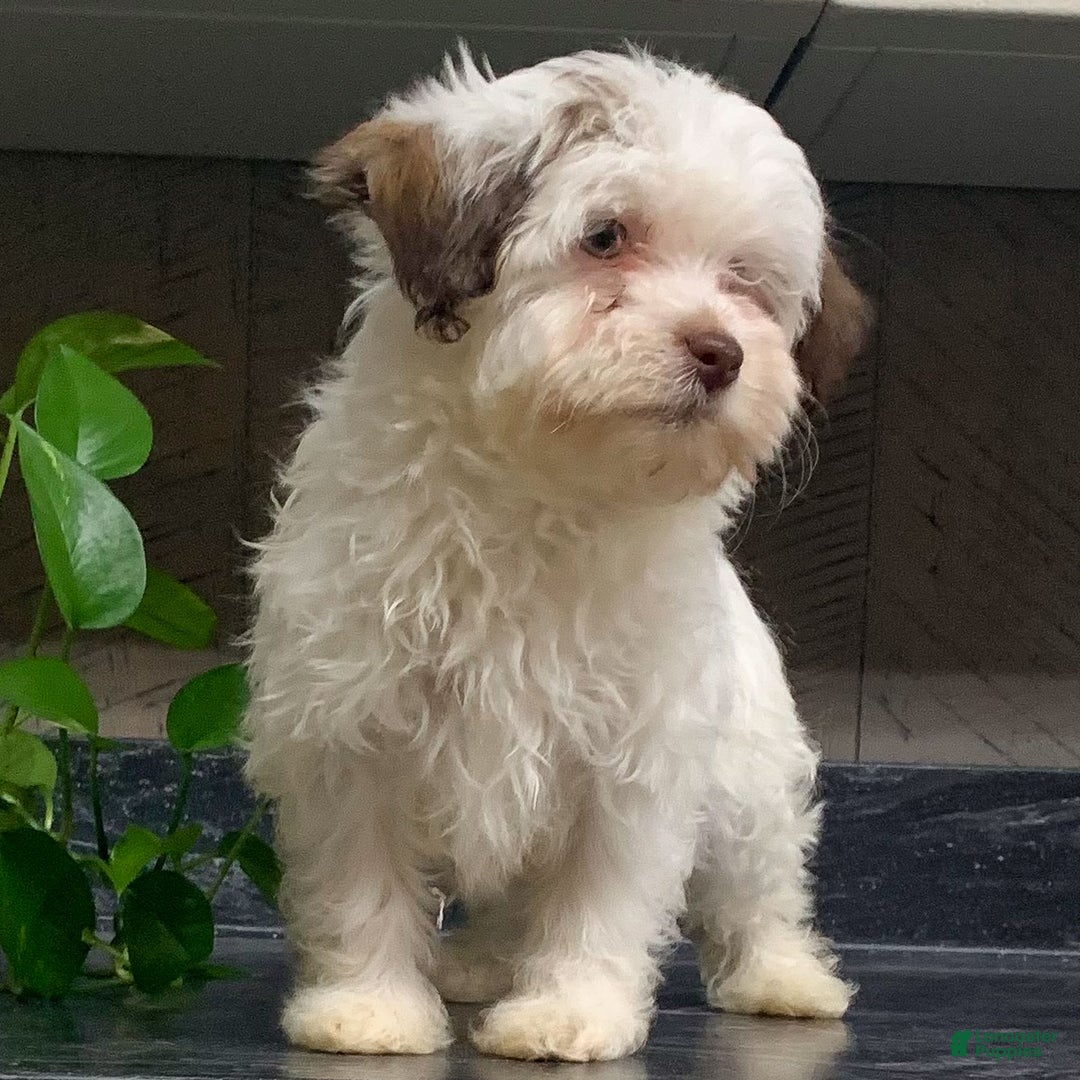 Havanese dogs for sale: Leo - Ad 1