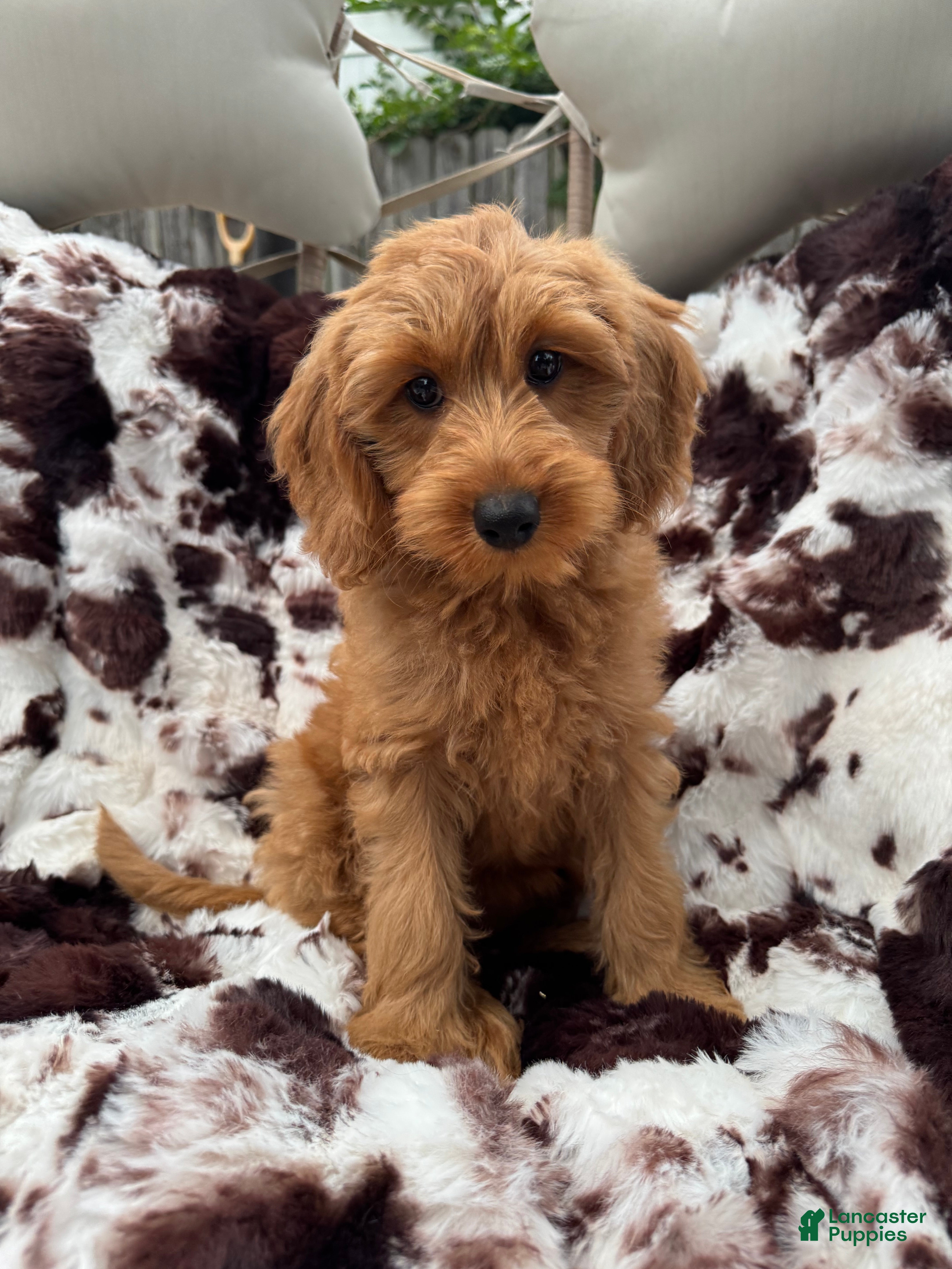 Mini Goldendoodle dogs Dolly - Ad 3