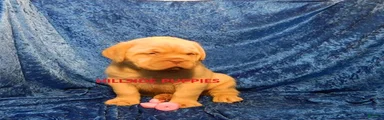 Dogue De Bordeaux Puppy Rambo