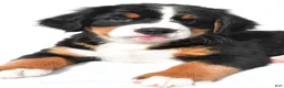 Bernese Mountain Dog dogs for sale: Princess - Ad 4