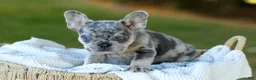 French Bulldog dogs for sale: Copper - Blue Merle - Ad 9